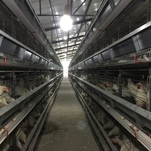 Jinmuren-jaula <span class=keywords><strong>de</strong></span> 4 niveles para pollo, jaula <span class=keywords><strong>de</strong></span> batería para <span class=keywords><strong>granja</strong></span> avícola, con proyecto nacional <span class=keywords><strong>de</strong></span> Alemania - Product Image 6