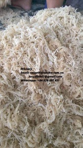 Mousse de mer/Mousse irlandaise/Eucheuma Cottonii du Vietnam Mme Lily + 84 906927736 - Product Image 5