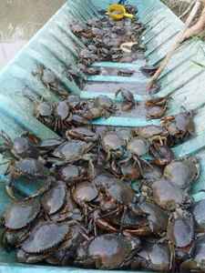 Crabe de Boue Mâle et Femelle Frais, Plein de Chair, au Meilleur Prix - Product Image 5