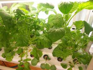 Système de culture hydroponique verticale, 1 pièce, peu encombrant, système de culture hydroponique - Product Image 4