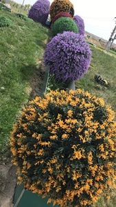 Best price ! Artificial hedge <strong>boxwood</strong> anti UV made from high quality pvc vertical artifical grass for outdoor indoor purposes