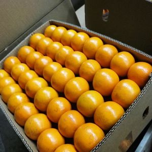 Kino Orange Mandarin (Naqshbandi Enterprises Pakistan) - Product Image 6