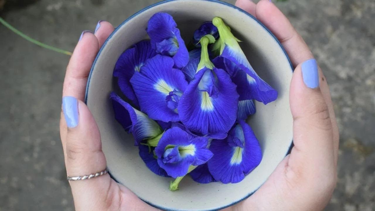 Viet nam Butterfly Pea flower Herbal slimming Tea High Quality Organic Blue Tea
