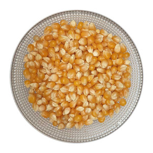 Maíz amarillo orgánico fresco de Canadá Semilla de maíz dulce cruda de alta calidad a granel en bolsas de embalaje de 50 kg - Product Image 2