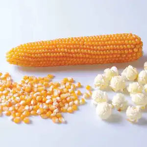 Mushroom popcorn kernels,Yellow Popcorn,Yellow Popcorn Kernels