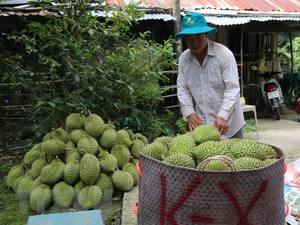 <span class=keywords><strong>Frutta</strong></span> di <span class=keywords><strong>DURIAN</strong></span> congelata per la vendita // esportazione di un mese di <span class=keywords><strong>DURIAN</strong></span> congelato in VIETNAM // Shyn Tran - Product Image 4