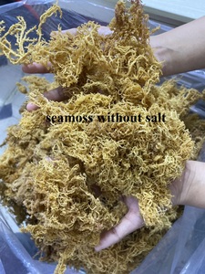 Musgo Irlandés Dorado Seco para Hacer Gel / Musgo Irlandés / Señora Lily - Product Image 4