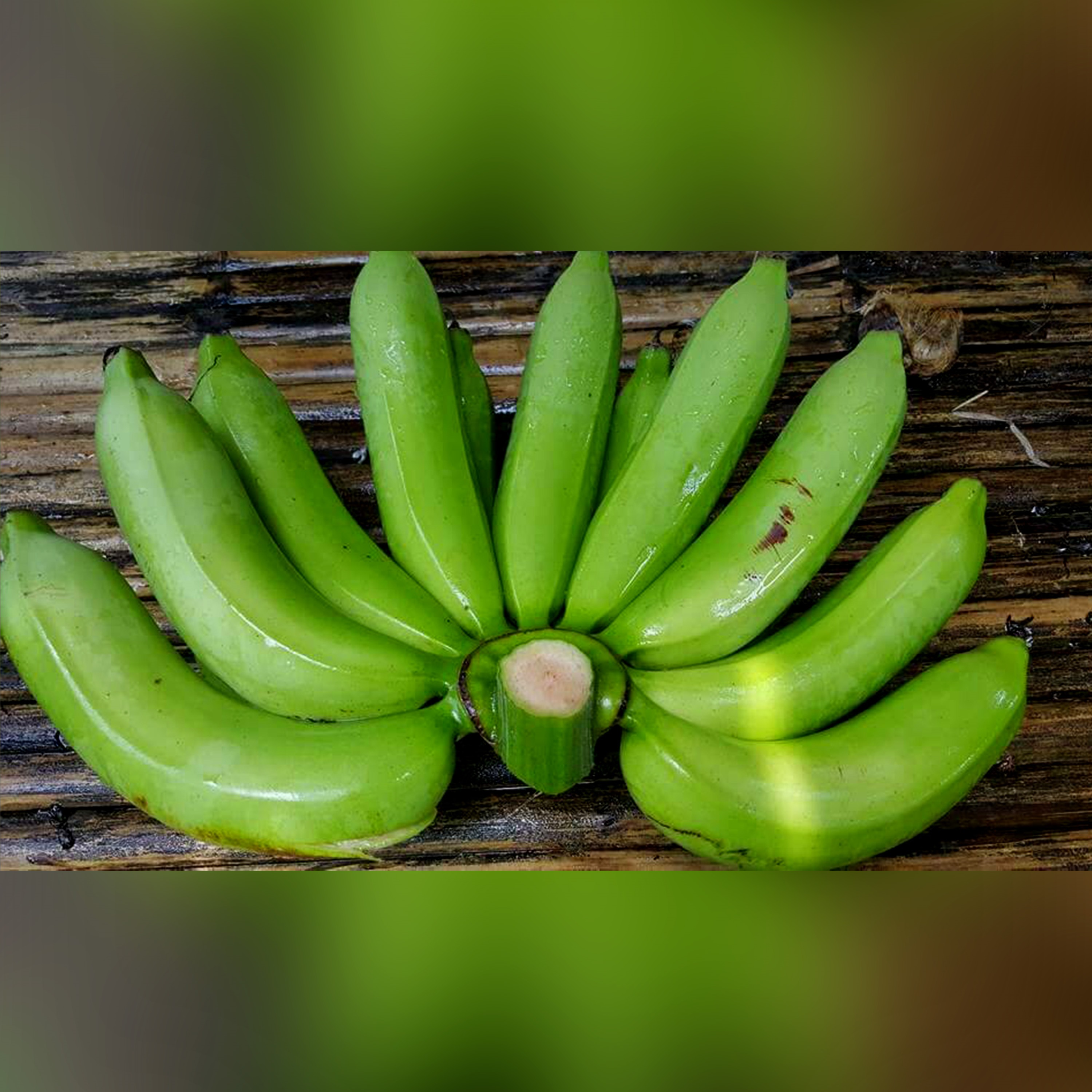 Banane au cavenish, dernière nouveauté, PREMIUM