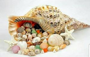 Conchas de conchas decorativas para el hogar y regalo, conchas de conchas marinas de Vietnam, 99 Gold Data, 99 Gold - Product Image 2