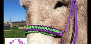 Cabestro de Cuerda de PP Colorido, Personaliza el Color y el Diseño, Cabestro de Cuerda con Muserola Tejida, Fabricante de Cabestros para Caballos - Product Image 3
