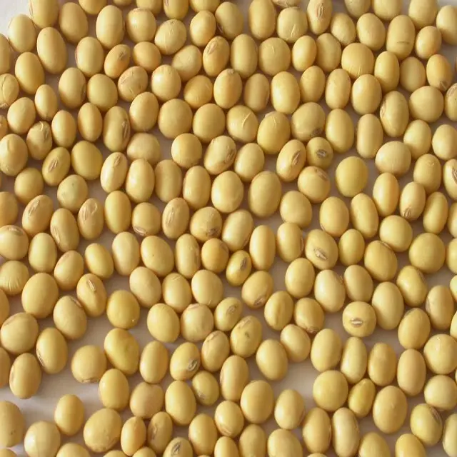 Premium Quality Grade Certified Soybeans Non Gmo Yellow Dried Style For Sale