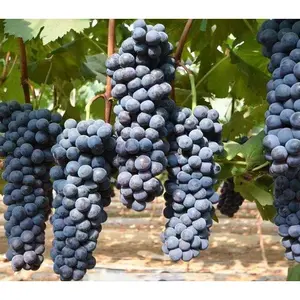 Venta al por mayor frescas de temporada de verano negro de arena gigante Pico de las uvas sin semilla