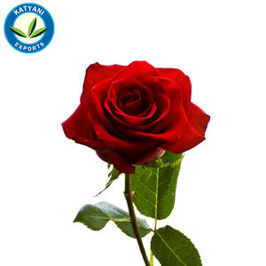 Attar Gulab (Rose) สำหรับความตึงเครียดประสาท,ปวดหัว,บรรเทาช็อก,ใจสั่น,การไหลเวียนไม่ดี,คลื่นไส้ฯลฯ - Product Image 4