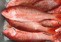 Meilleures ventes : Poisson rouge entier congelé biologique de haute qualité, qualité export