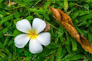 Meilleures ventes, prix bas pour fleur de porcelaine séchée naturelle - Product Image 5