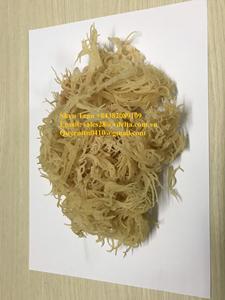 Venta al por mayor Irish Seamoss Origin Viet Nam/Sra. Shyn - Product Image 3