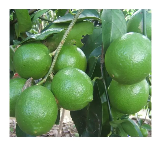 Vietnam New Crop 2022 Cheap Fresh Seedless Lime Citrus / Jennie (+84 358485581)