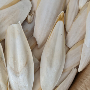 Hổ phách mự<span class=keywords><strong>c</strong></span> xương cho chim <span class=keywords><strong>c</strong></span>á chó gia sú<span class=keywords><strong>c</strong></span> nhập khẩu mã + 84383004939 - Product Image 1