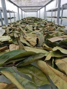 Sans produits chimiques Secs Corossol Feuilles-Helen TP + 84 374 288 086 - Product Image 4