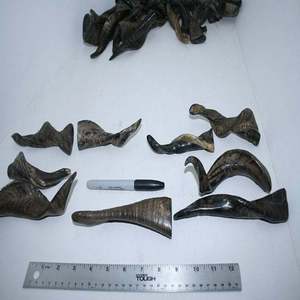 Cuerno de Cabra Natural Pulido de la Mejor Calidad, Material Orgánico, Estilo Animal, Objeto de Colección Artístico, 3-6 Pulgadas - Product Image 3