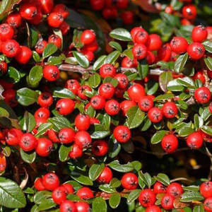 Huile essentielle de Wintergreen certifiée GMP, distillée à la vapeur à partir de feuilles du Népal, huile essentielle pure par Aarnav Global Exports - Product Image 5