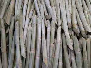 Iqf ggn น้ำอ้อยและเยื่อกระดาษแช่แข็งต้นกำเนิดจากเวียดนาม - Product Image 3