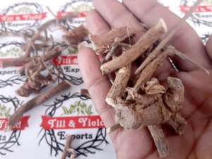 Kapas Jad - Gossypium Arboreum Root - Product Image 6