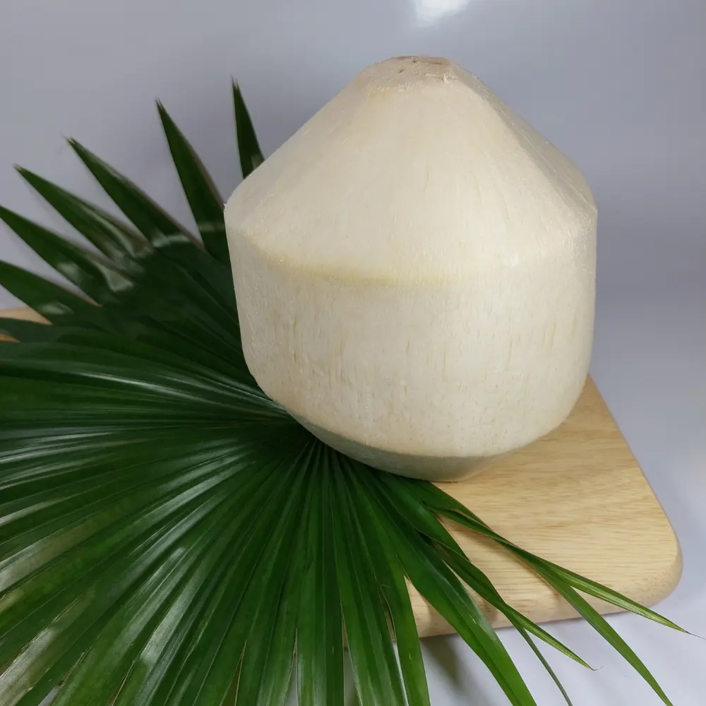 Côco de coco seco novo xiem verde do vietnã