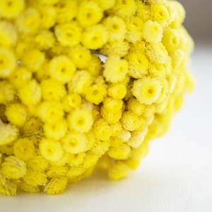 Vente en gros d'huile pure Helichrysum Italicum meilleure qualité parfum de fleur biologique forte odeur force arbre à thé fourni indien - Product Image 1