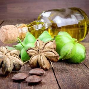 น้ำมันซาชาอินชิ100% น้ำมันซาชิ/คุณนายพฤษภาคม: + 84 904 183 651 - Product Image 5