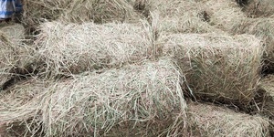 Déchets agricoles bon marché de paille de riz de haute qualité du Vietnam pour l'alimentation animale - Product Image 5