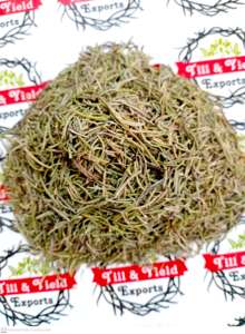 Rosemary - Rosmarinus Officinalis compas planta o planta polar Rosmarinus es rocío del océano - Product Image 4