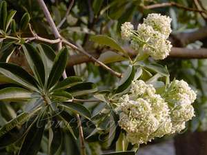 Extrait d'Herbes d'Écorce Saptaparni-Alstonia Scholaris 1kg dans Récipient Plastique - Product Image 6