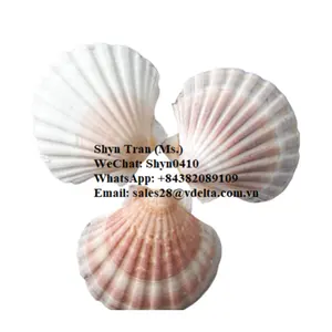 Atacado Vieira Shell Material do Vietnã (para artesanato, decorações e presentes)/ Natural Conchas Em Bruto/Shyn Tran + 84382089109