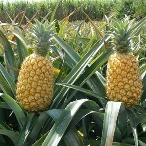 Piña fresca al por mayor - Product Image 5