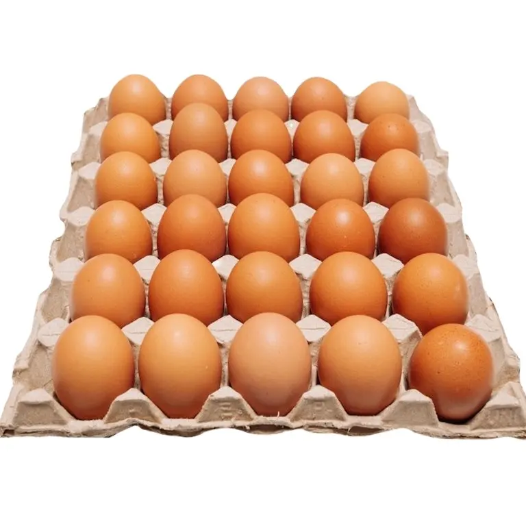 Broiler hatching eggs for sale Table eggs Chicken white and brown
