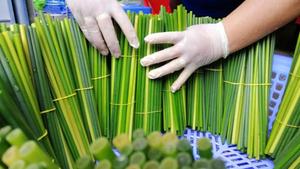 Paille d'herbe biologique du Vietnam, la plus vendue - Meilleur prix pour vous - Mme Esther - Product Image 5
