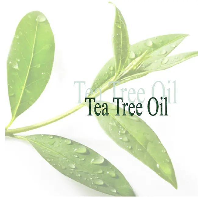 चाय के पेड़ के आवश्यक तेल उच्च गुणवत्ता खुशबूदार विसारक तेल सुगंध की आपूर्ति में 500ML एल्यूमीनियम बोतल Aromatherapy के लिए