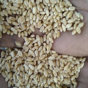 Granos de Trigo y Sésamo Blanco Orgánico Seco Personalizado - Product Image 4