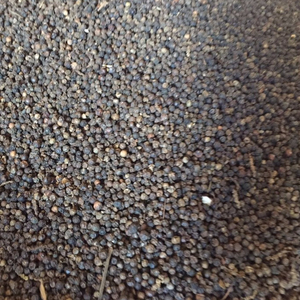 Pimienta negra de alta calidad de Vietnam, precio competitivo de Phalco JSC - Product Image 3