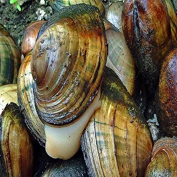 Hot-selling Nutritious fresh live shellfish Dried Abalone fresh Abalone seafood whole frozen/canned abalone for sale