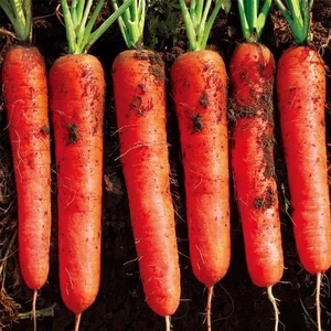 Nuevo cultivo de zanahoria fresca (Tel/ whatsapp/ viber/ kakao talk: 0084 989 322 607) - Product Image 5