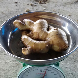 Jengibre fresco de VIETNAM, venta al precio más barato, vacaciones - Product Image 2