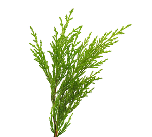 Hidrosol de Ciprés Líquido, Fabricado en Italia, Destilado al Vapor a Partir de Hojas, Certificado GMP - Product Image 1