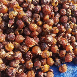 Bayas de Jabón o Nuez de Jabón Secas - Product Image 1
