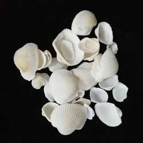 Polvo de concha de mar, el mejor precio, para Harina de concha de mar, por vietnamita/Ms.Nary( + 84 904 183 651)
