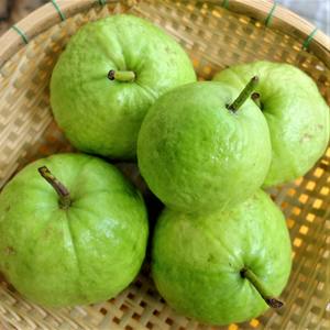 Goyaves ovales à chair rose fraîche du Vietnam au meilleur prix - Mme Laura +84 896 611 913 - Product Image 3