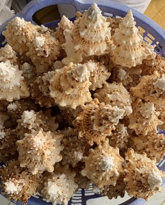 Coquilles de conques marines surdimensionnées artisanales naturelles pour la décoration intérieure Fabriquées au Vietnam 99GD - Product Image 6