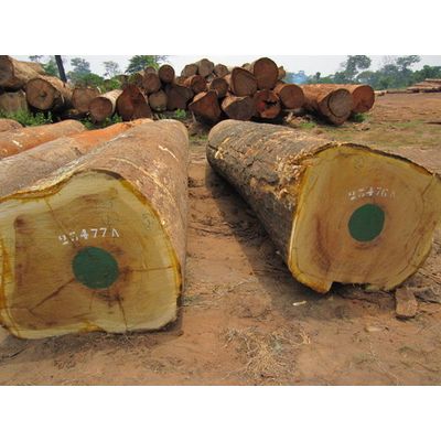 Круглые бревна из ели (Picea Abies)