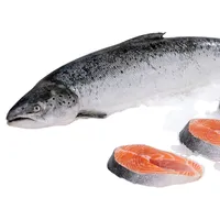 Salmão fresco Peixe/Salmão Da Noruega-100% de Qualidade de Exportação De Peixe Salmão